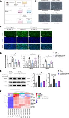 Monocytic Myeloid-Derived Suppressor Cells Inhibit Myofibroblastic Differentiation in Mesenchymal Stem Cells Through IL-15 Secretion
